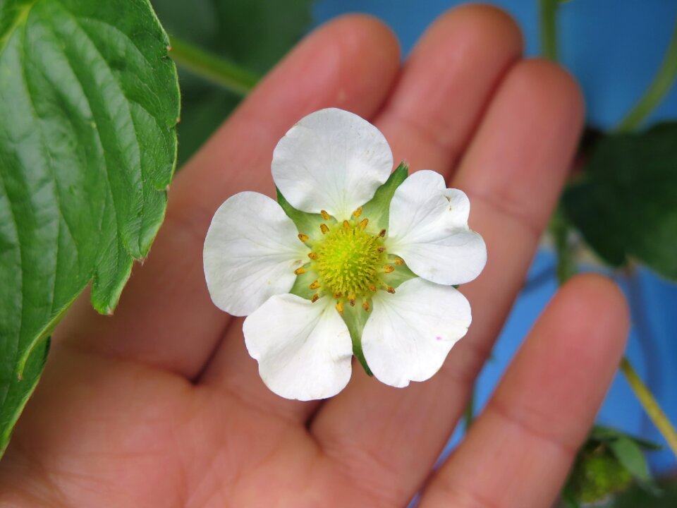 Garden leaf white