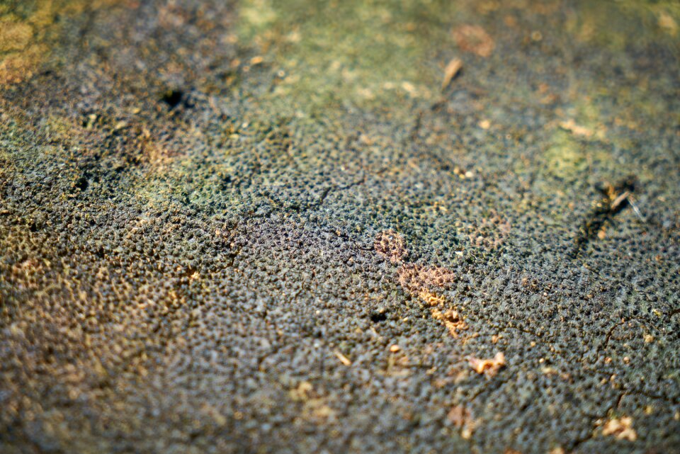 Tree texture wood tissue