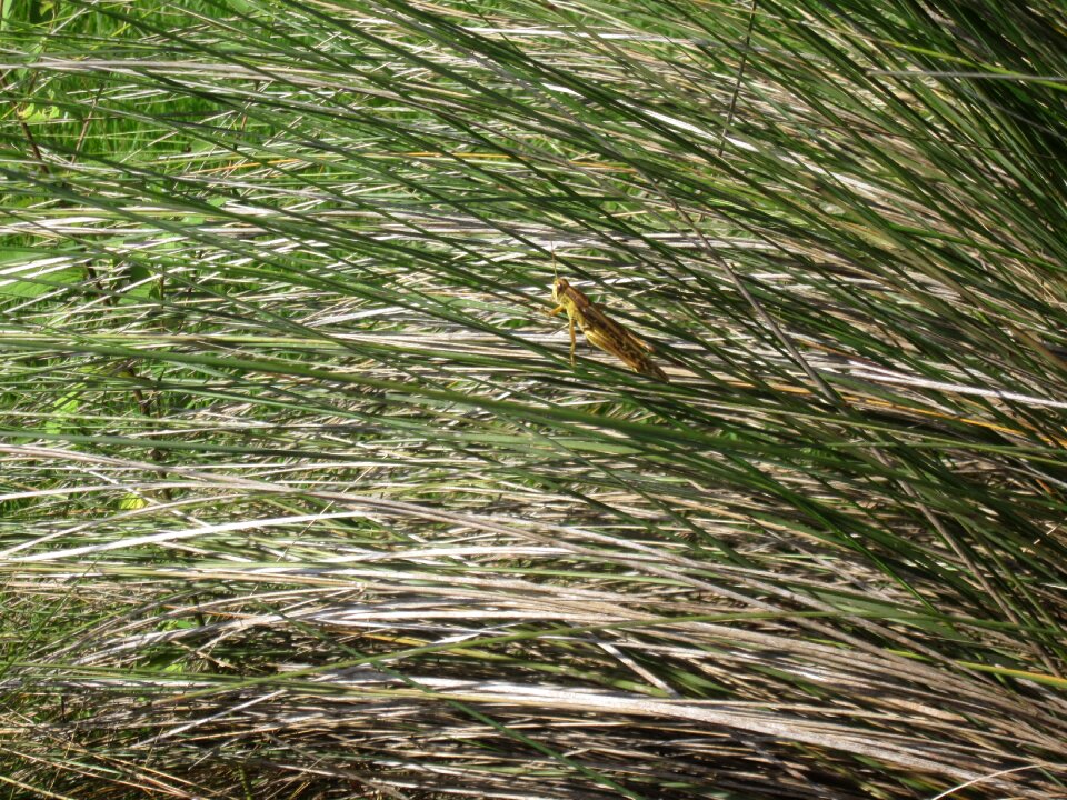 Field outdoors grasshopper