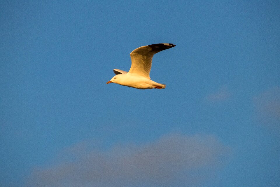 Nature flight seagull
