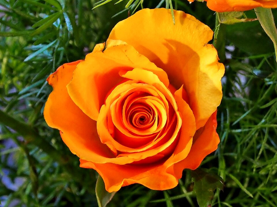 Rose orange garden