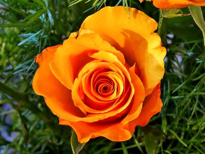 Rose orange garden photo