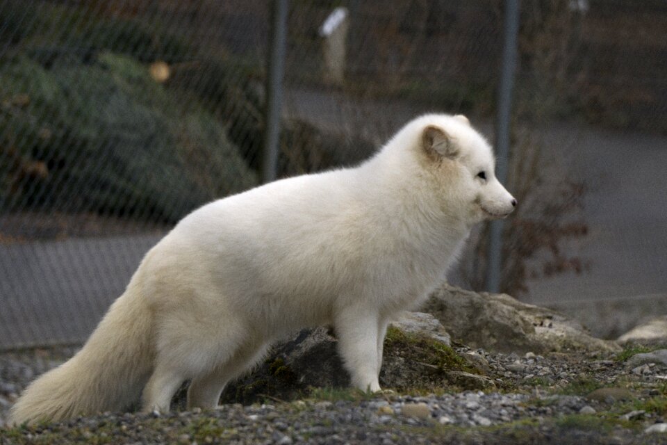Animal frosty arctic fox