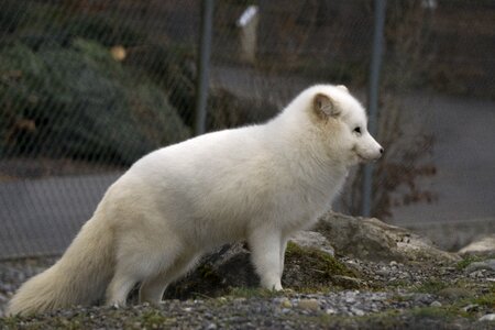 Animal frosty arctic fox
