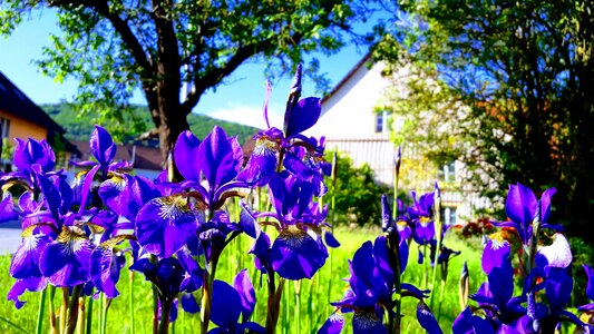 Garden leaf iris