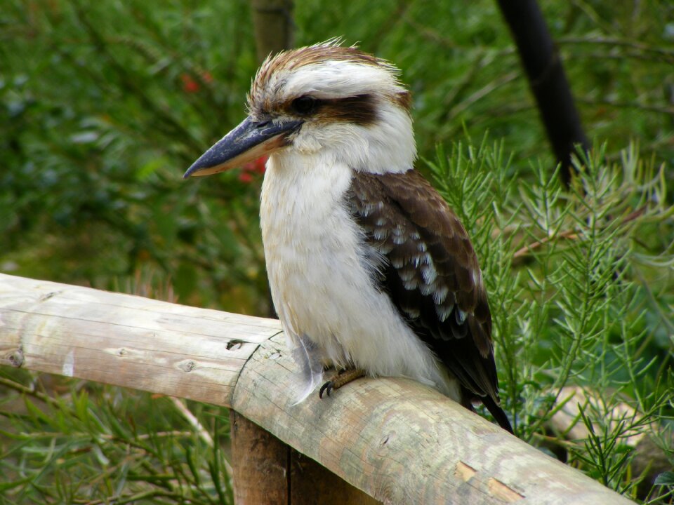 Outdoors animal kookaburra