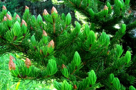 Needle cones spruce