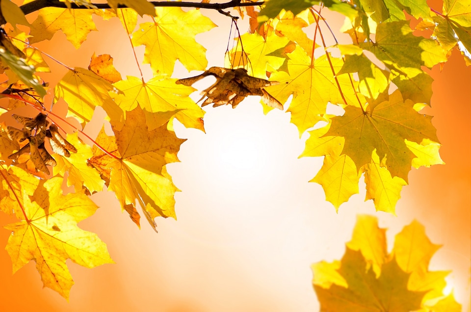 Leaves leaf branches