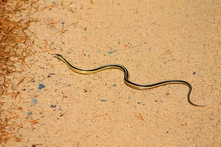 Zoology toxicant brown snake