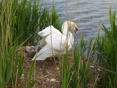Swan animal Free photos