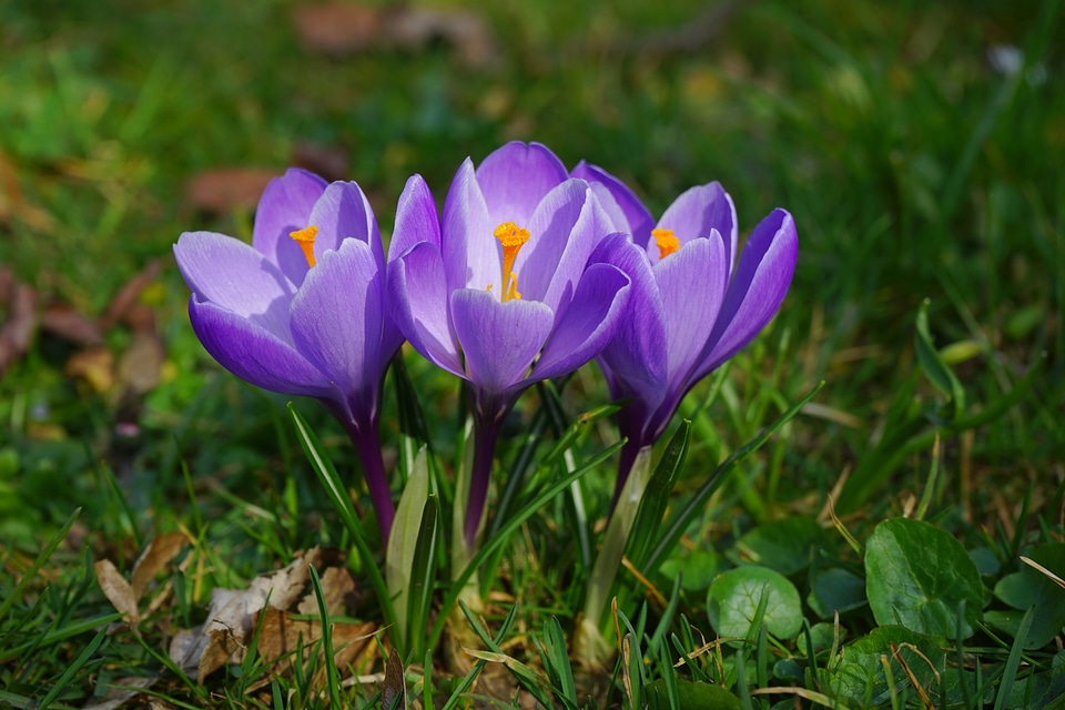 Spring frühlingsblüher violet