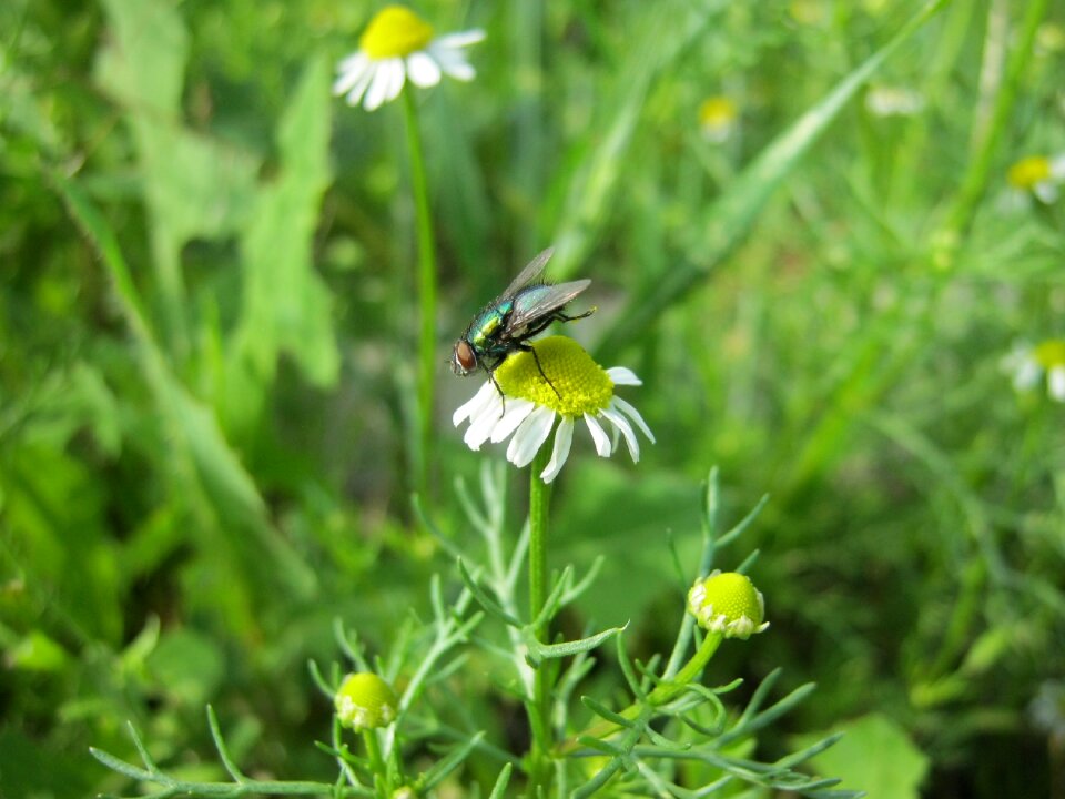Summer daisy fly