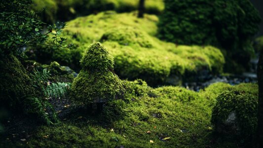 Landscape leaf