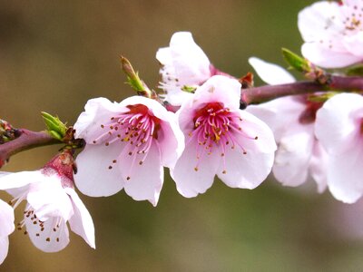 Branch tree flowery branch photo