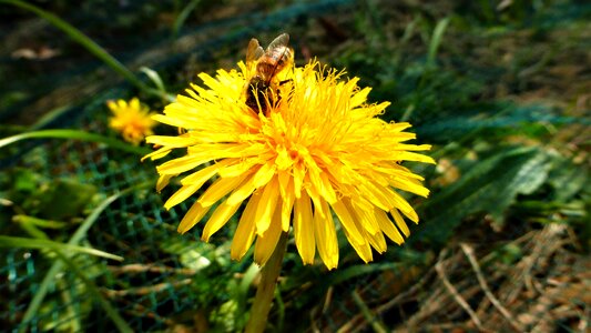Bee plant winter