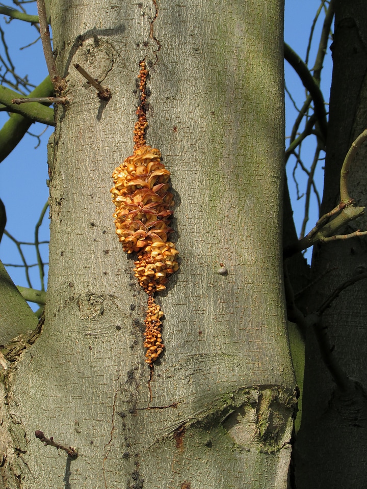 Nature log mushrooms on tree