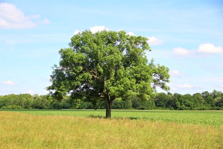 Landscape grass rural photo