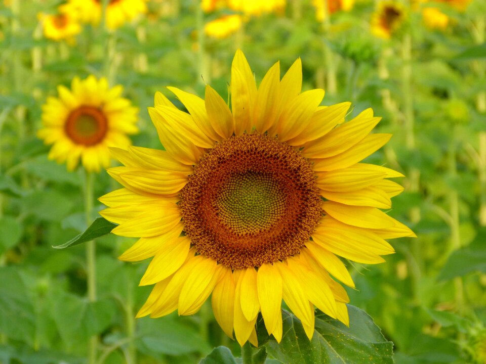 Summer field sunflower