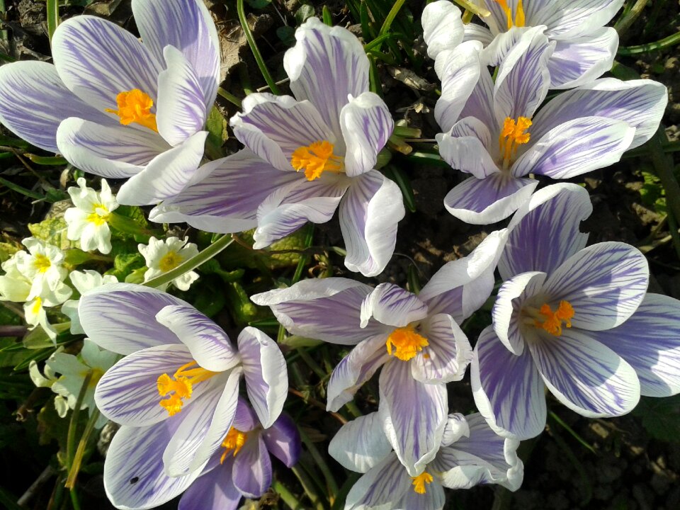 Flowers plant garden