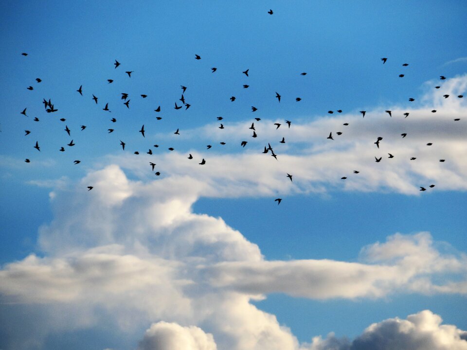 Flight high nature