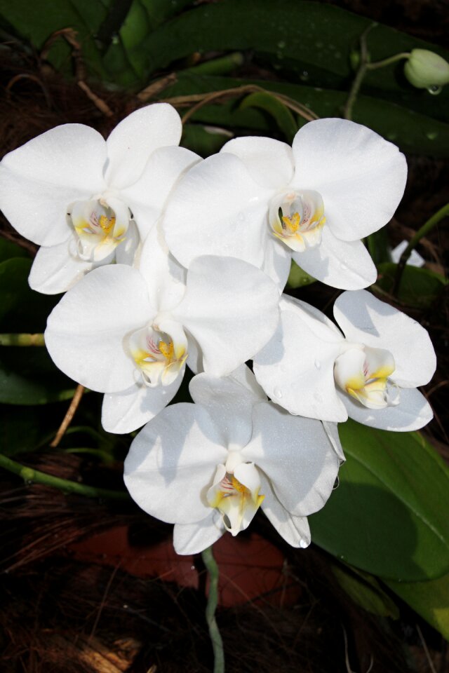 Tropical petal floral