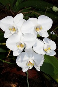 Tropical petal floral