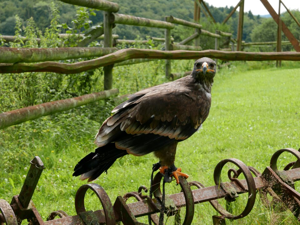 Grass animal world animal