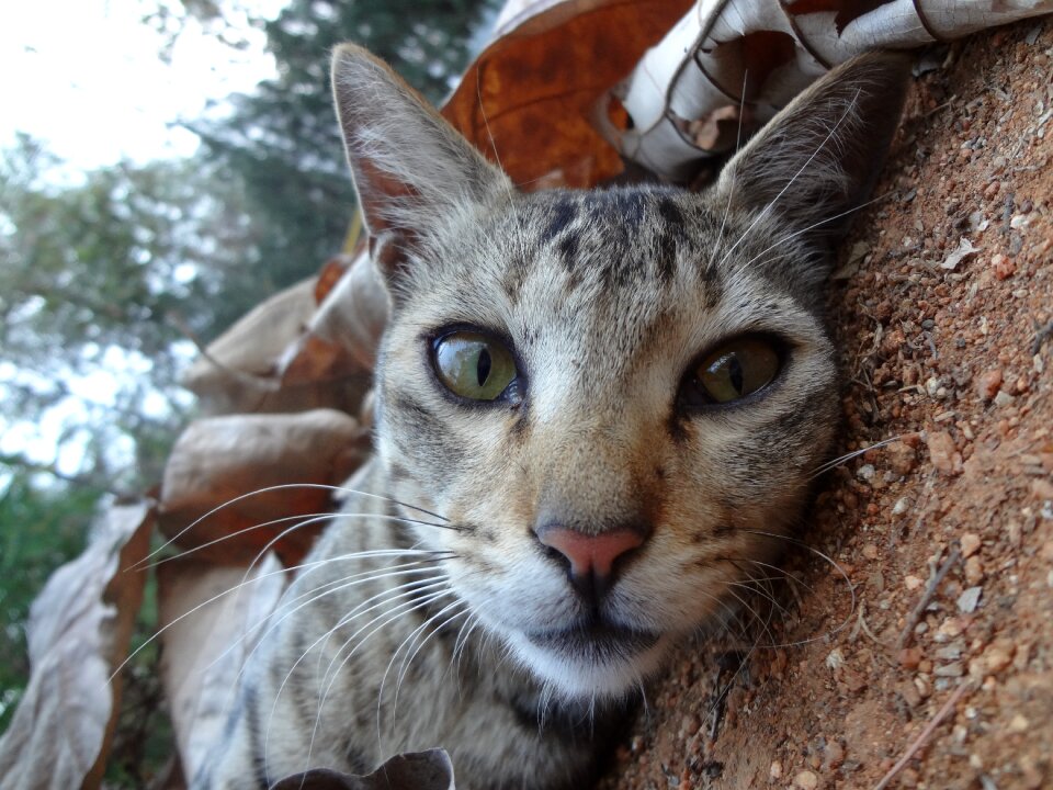 Nature cute