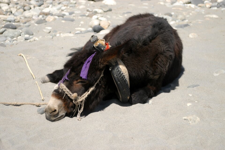 Rest donkey china