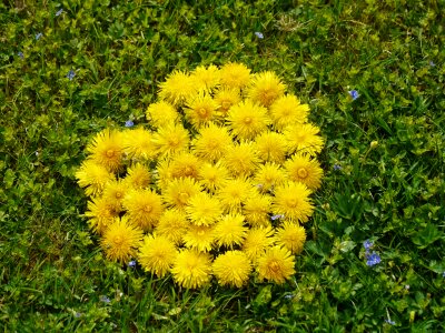 Spring fever dandelion flowers photo