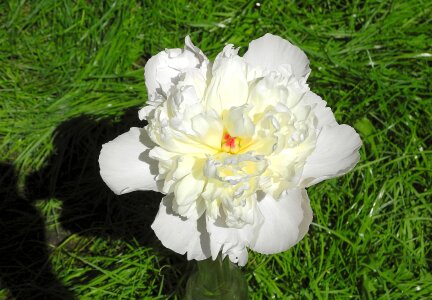 Flower grass plant
