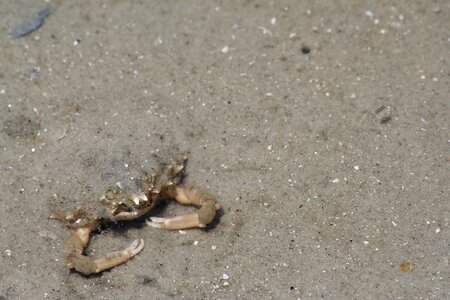 Shore sandy ocean photo