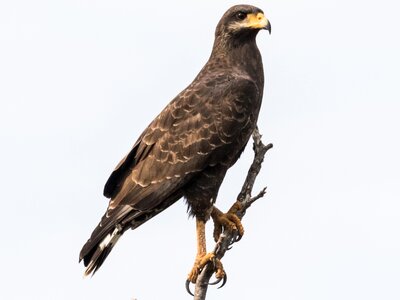 Gavilán batista endémica birding
