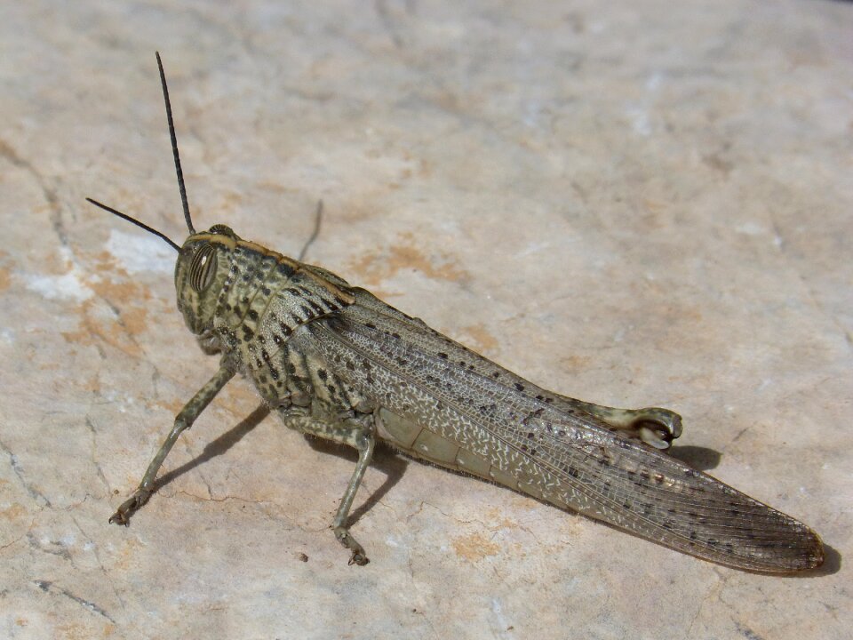 Nature animalia wild life