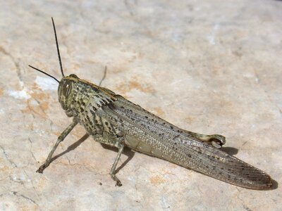 Nature animalia wild life