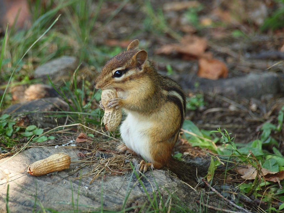 Animal wildlife wild