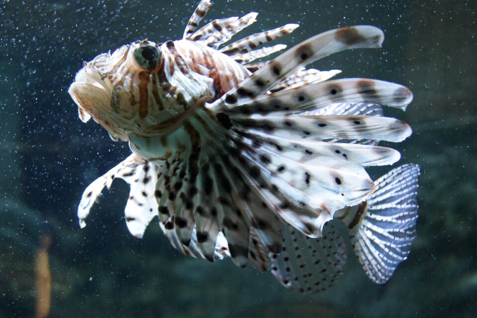 Tropical sea nature