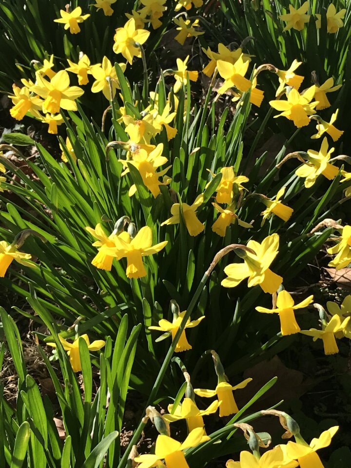Daffodil easter plant