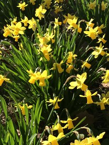 Daffodil easter plant
