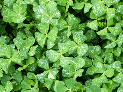Background texture leaf photo