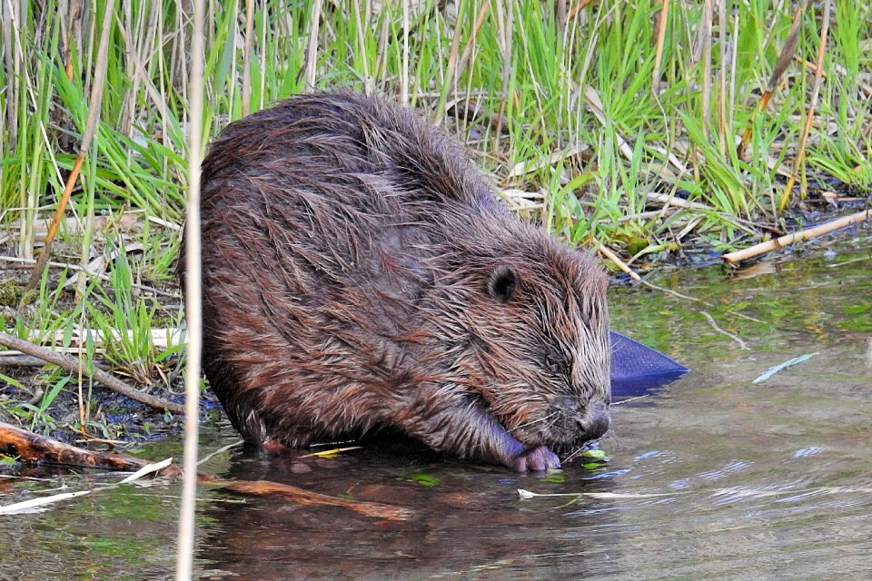 Waters animal lake