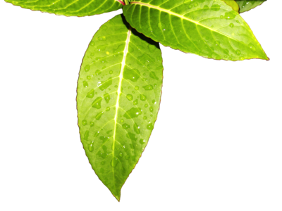 Green leaves vegetation winter