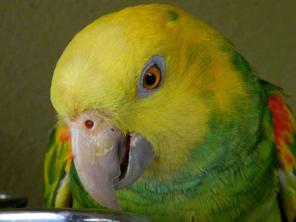 Animal tropical amazon