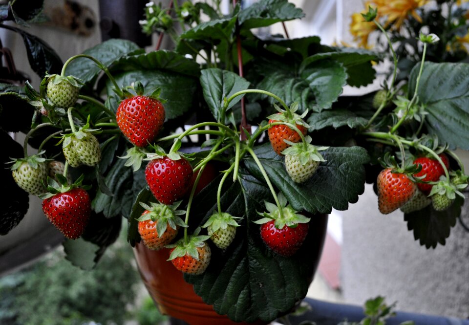 Eating garden vitamins