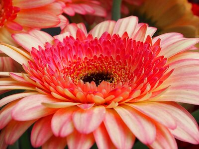 Gerbera bright fresh photo