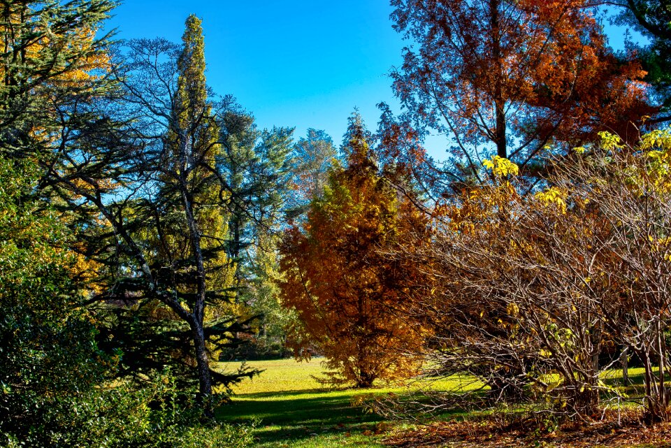 Landscape leaf wood