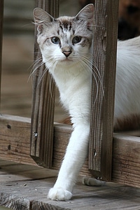 Cute pet young