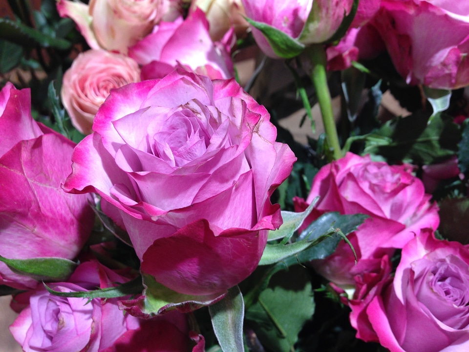 Bloom fragrance beauty