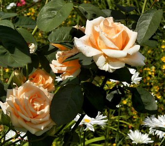 Roses garden Free photos photo