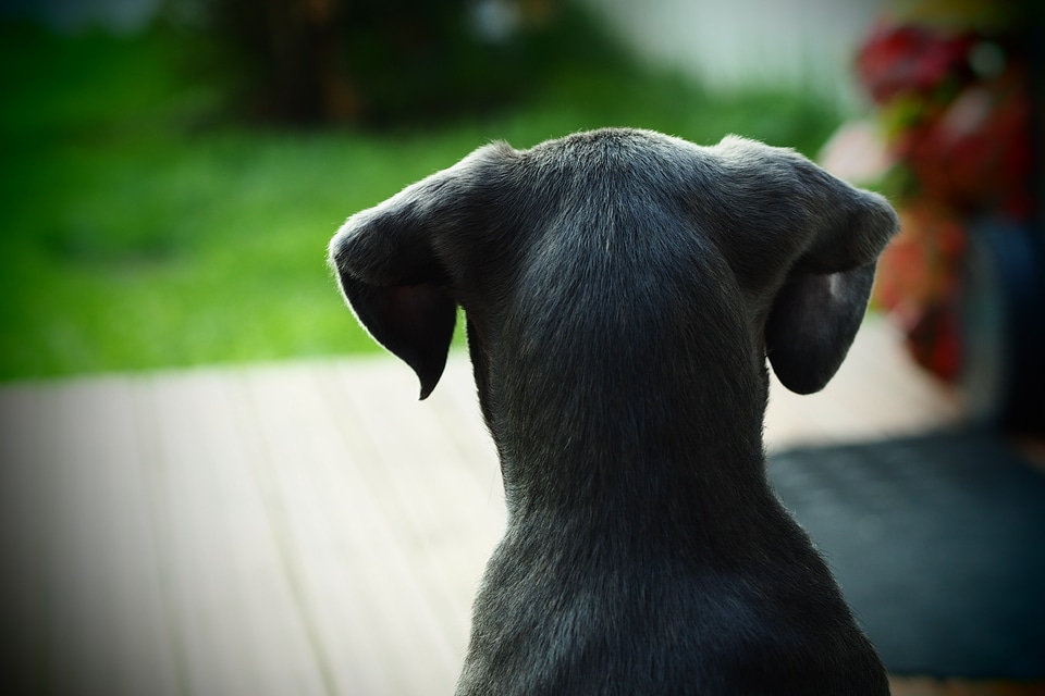 Animal puppy profile